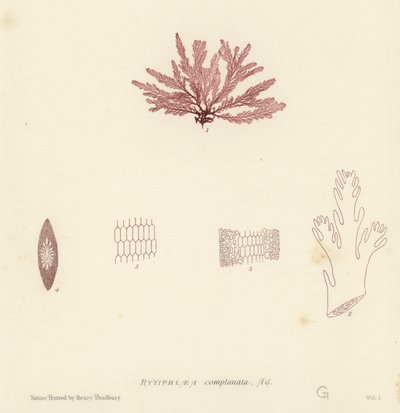 Algues Marines Britanniques (impression naturelle) - English School